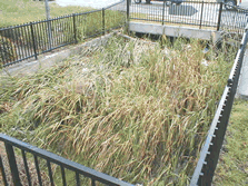 weed abatement
